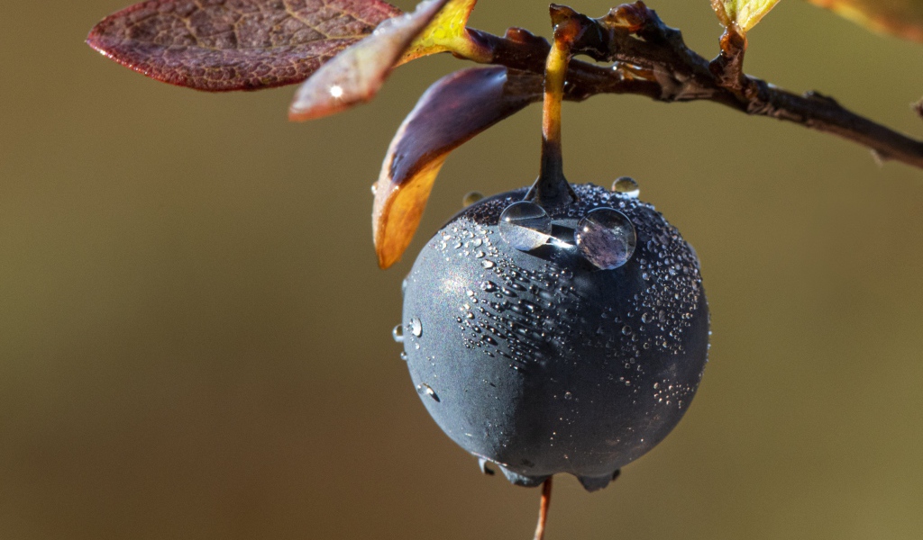 Ягода черники в каплях росы на ветке 