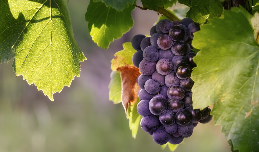 Гроздь синего винограда в зеленых листьях 
