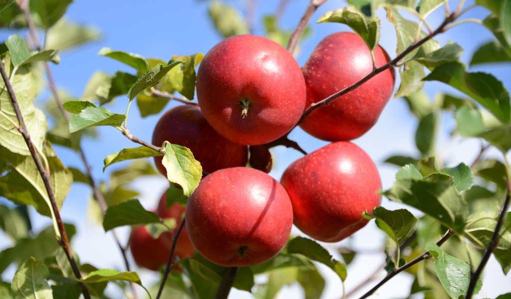 Many red apples in green leaves