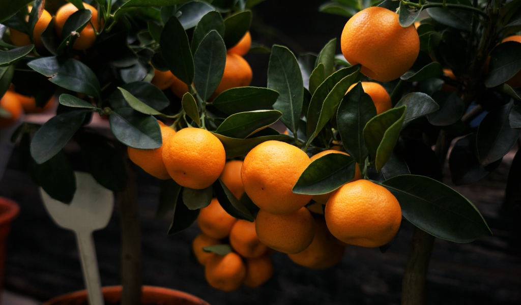 Many ripe mandarin fruits on the tree