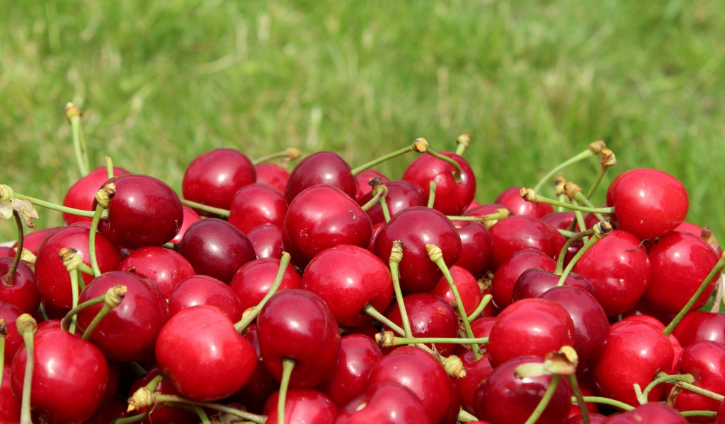 Красные черешни на фоне зеленой травы 