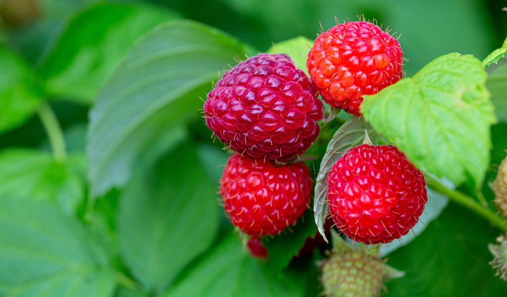 Спелая сочная красная малина на ветке 