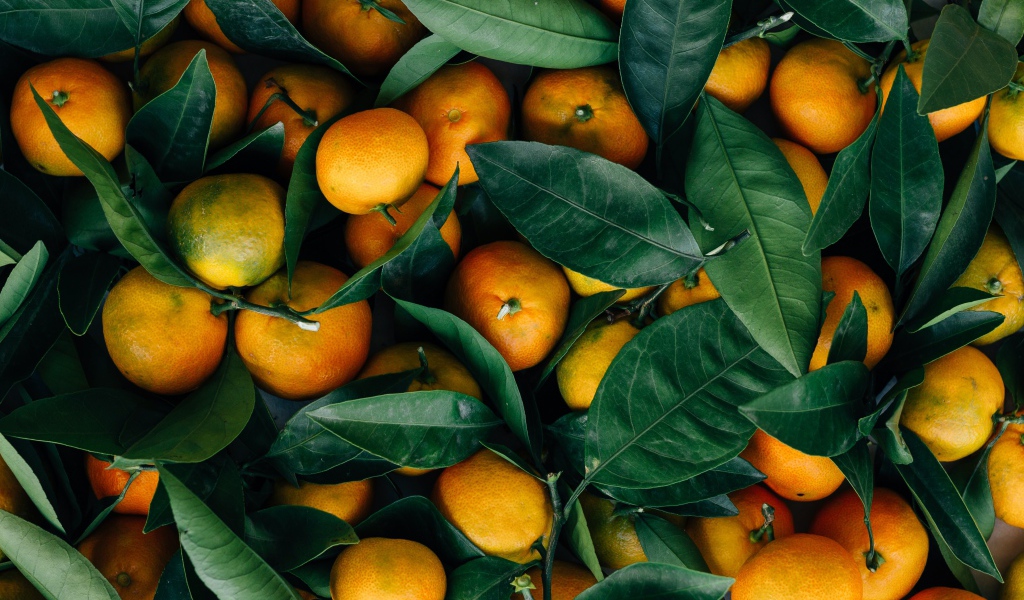 Спелые оранжевые плоды мандарина с зелеными листьями