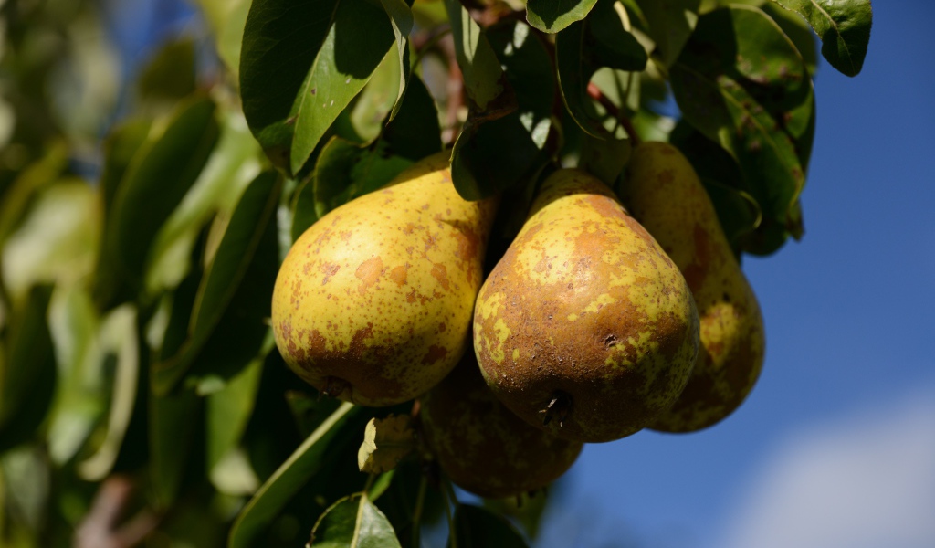 Спелые груши на дереве в зеленых листьях 