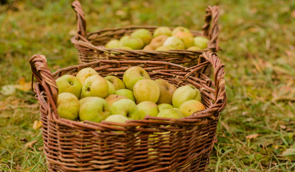 Две большие корзины с зелеными яблоками