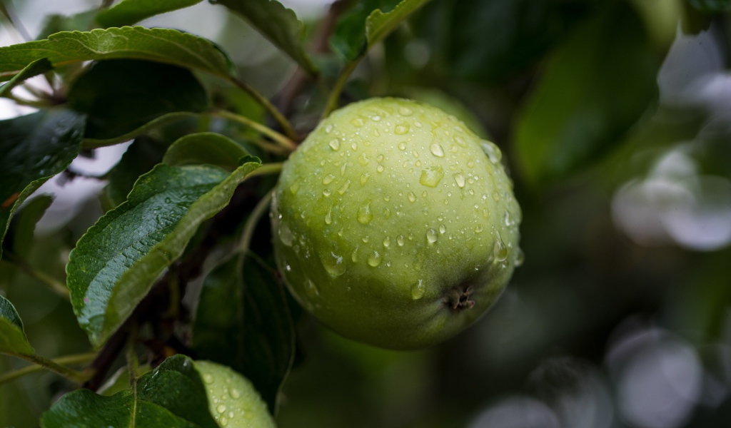 Wet green apple with leaves on the tree