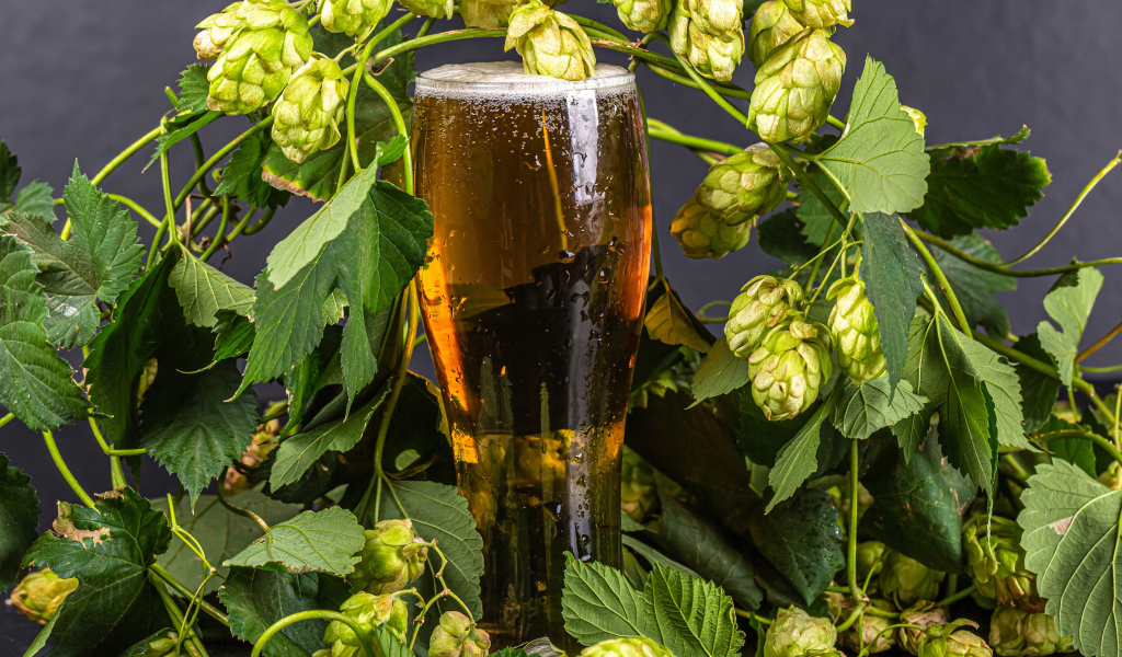 Бокал холодного пива с шишками хмеля на сером фоне