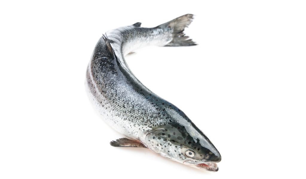 Большая свежая рыба форель на белом фоне
