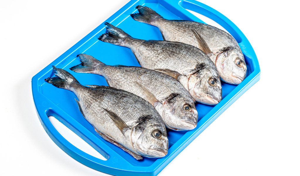 Fresh fish on a blue tray on a white background