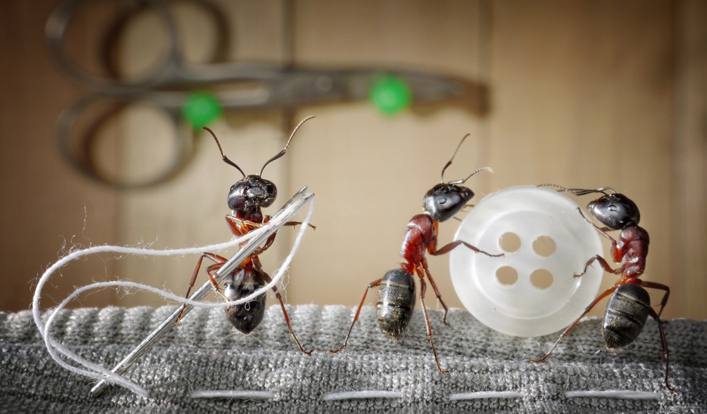Три муравья пришивают пуговицу