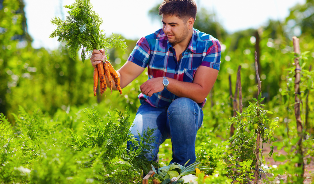 Мужчина фермер собирает урожай моркови