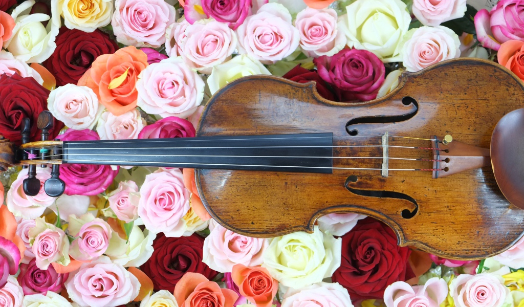 Дорогая скрипка лежит на розах 