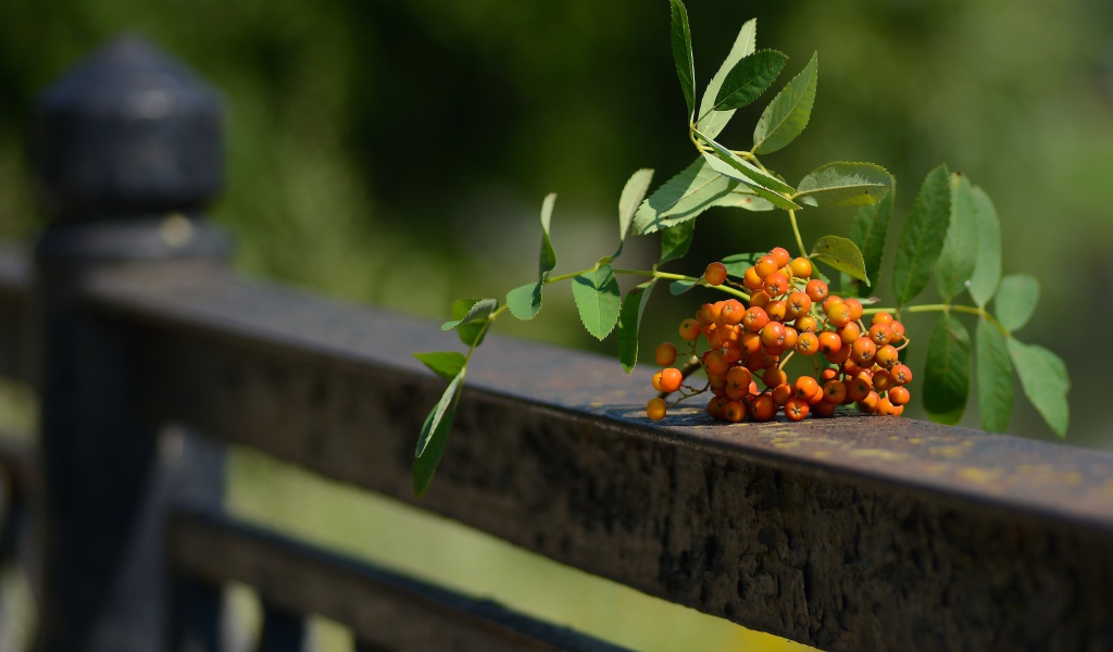 Гроздь оранжевой рябины лежит на перилах