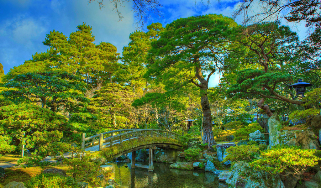 Красивые зеленые деревья в парке у реки