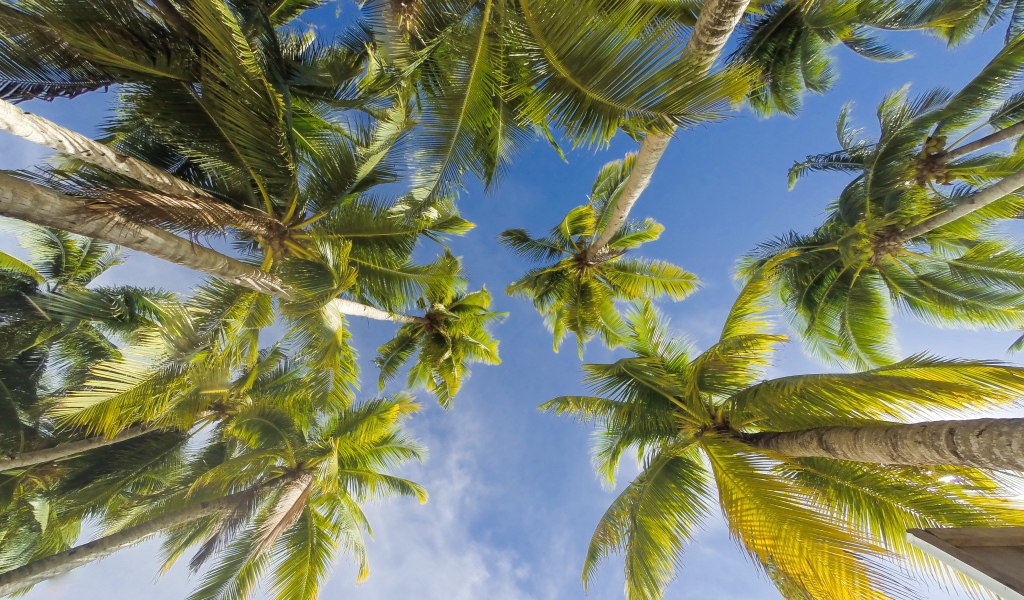Вид снизу  на зеленые листья пальмы под голубым небом