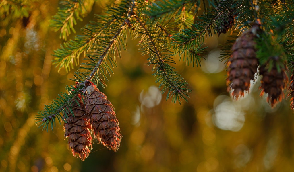 Cones grow on a prickly green spruce branch