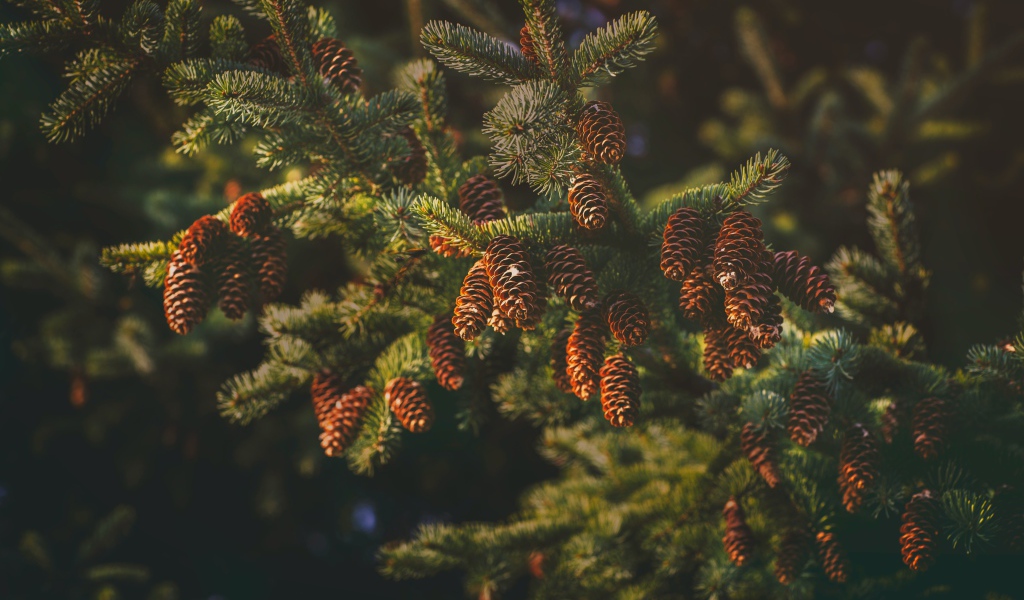 Пушистая еловая ветка с шишками