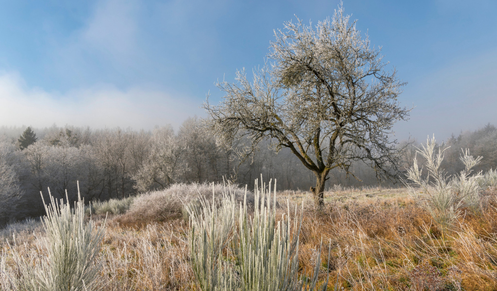 Покрытые инеем земля и деревья на рассвете 