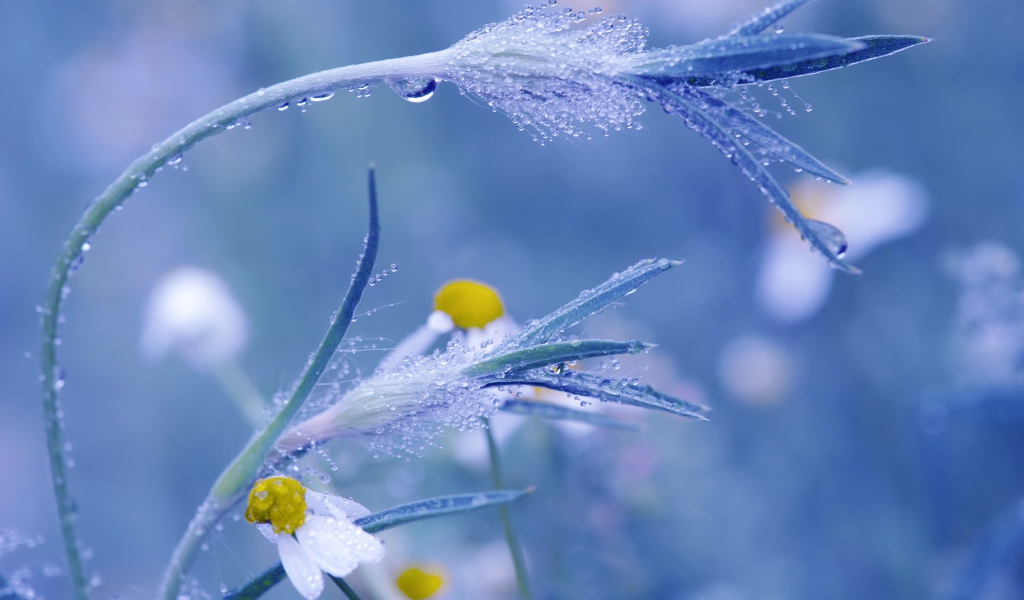 Трава в росе крупным планом