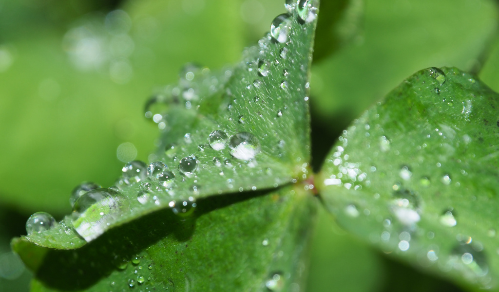 Зеленый лист клевера в каплях росы