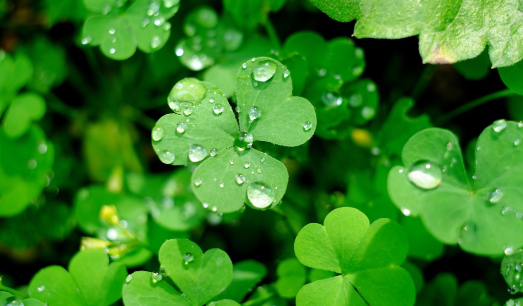Зеленые листья клевера в каплях воды
