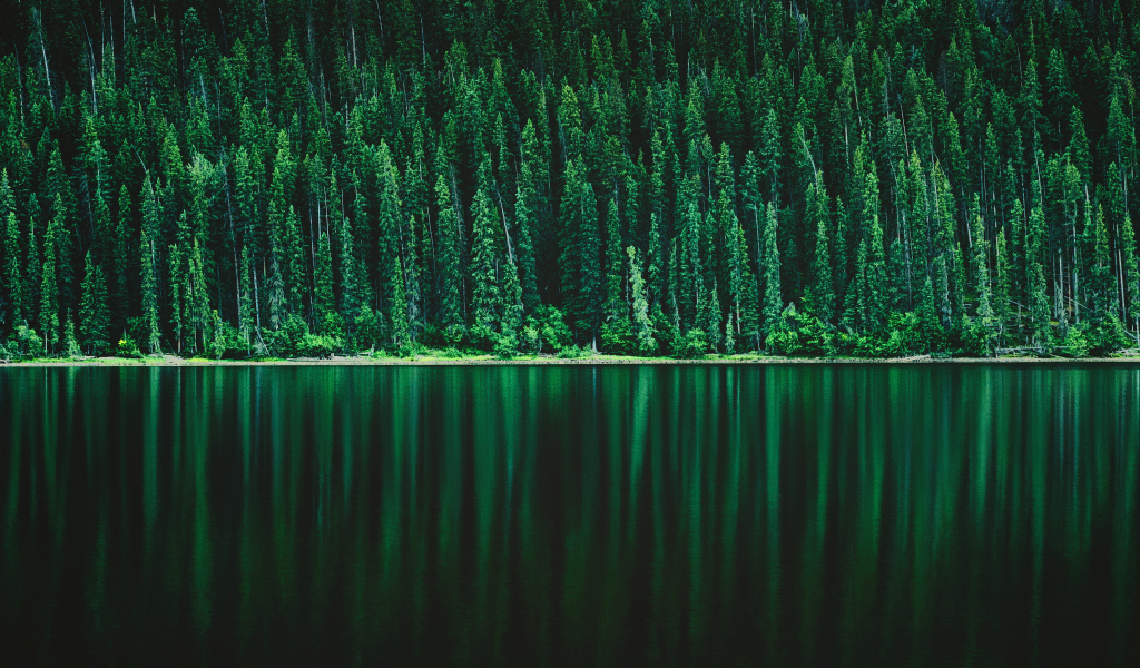 Зеленый хвойный лес отражается в спокойной речной воде