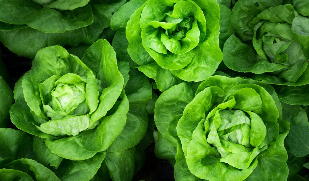 Зеленые листья салата крупным планом