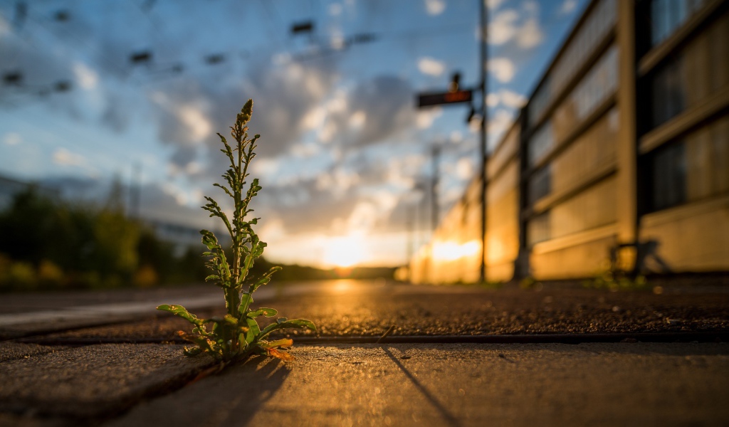 Зеленое растение пробивается сквозь асфальт