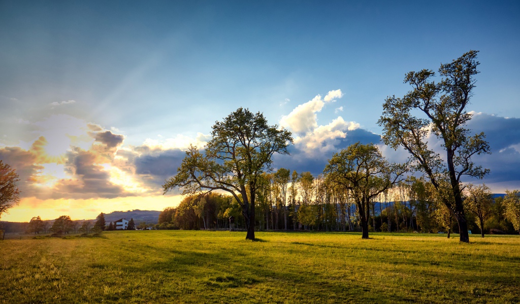 Зеленые деревья и трава в парке на рассвете