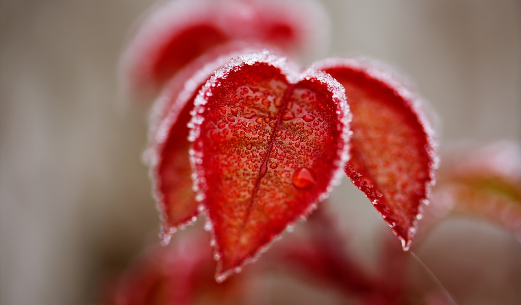 Оранжевые листья в снегу крупным планом