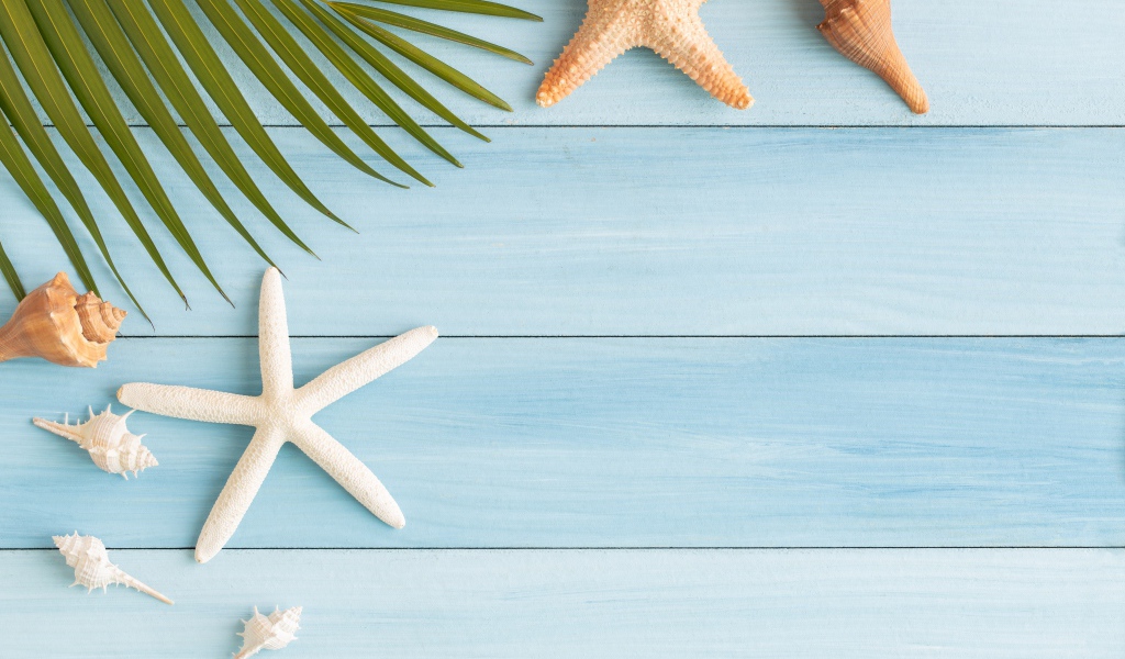 Пальмовый лист на столе с ракушками и морскими звездами 