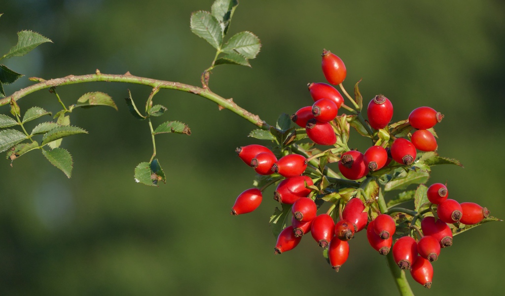 Красные ягоды шиповника на ветке в лучах солнца