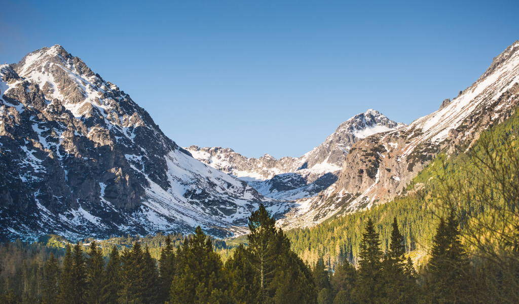 Заснеженные горы в лучах солнца у хвойного леса