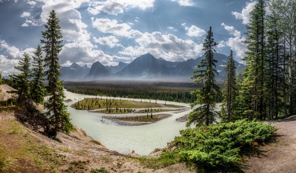 Высокие зеленые сосны на берегу реки в горах 