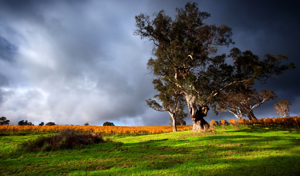 Высокое дерево под грозовым небом 