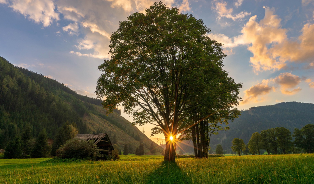 Высокое дерево с зелеными листьями в лучах солнца