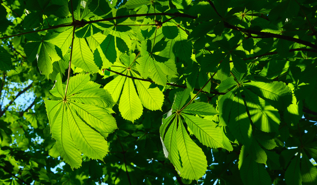Солнце пробивается сквозь зеленые листья каштана 