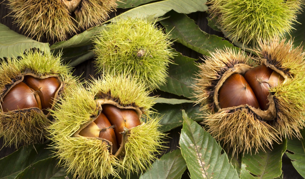 Колючие лесные орехи на дереве 