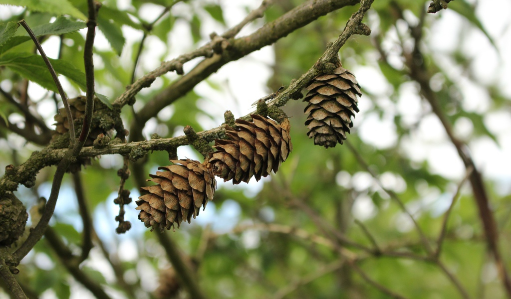 Три сосновые шишки висят на ветке 