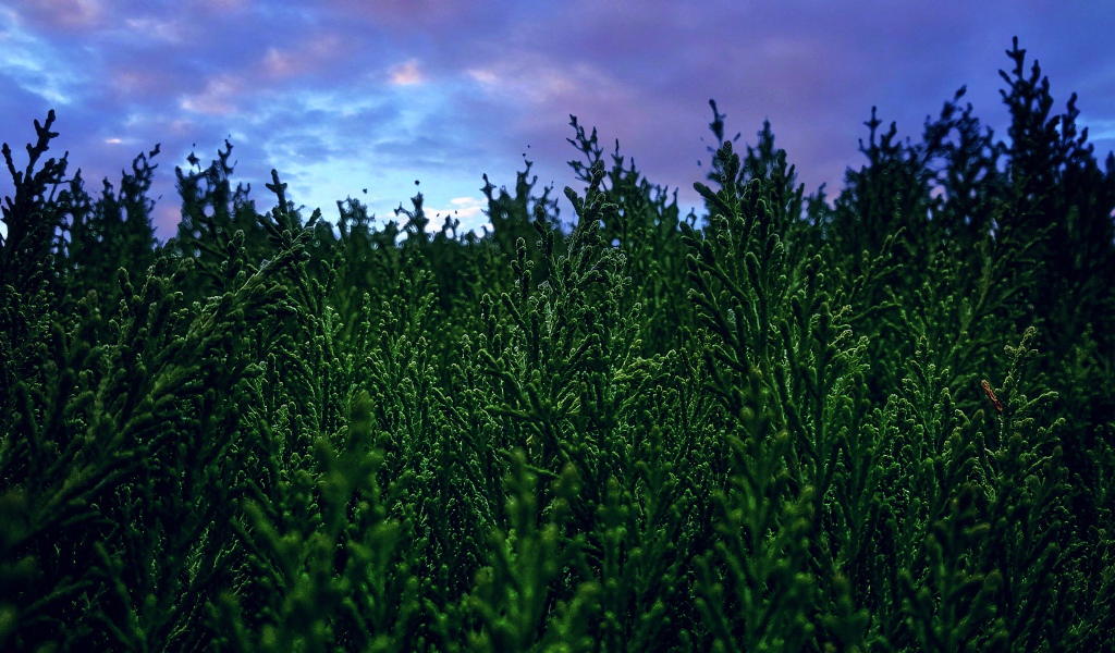 Зеленые заросли туи под пасмурным небом