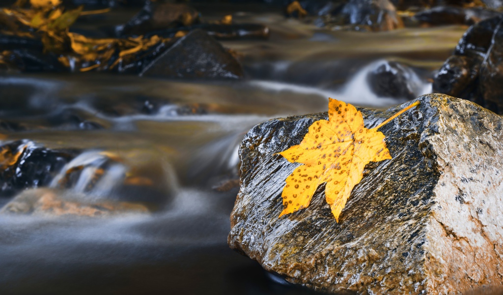 Мокрые камни с оранжевым листом в воде