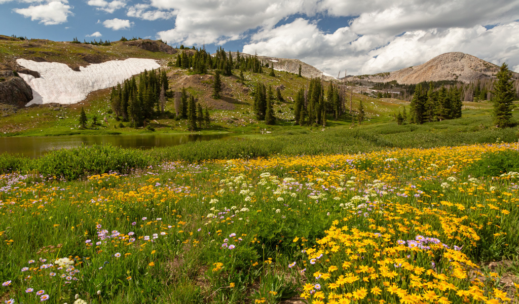 Желтые цветы на поляне в горах под белыми облаками