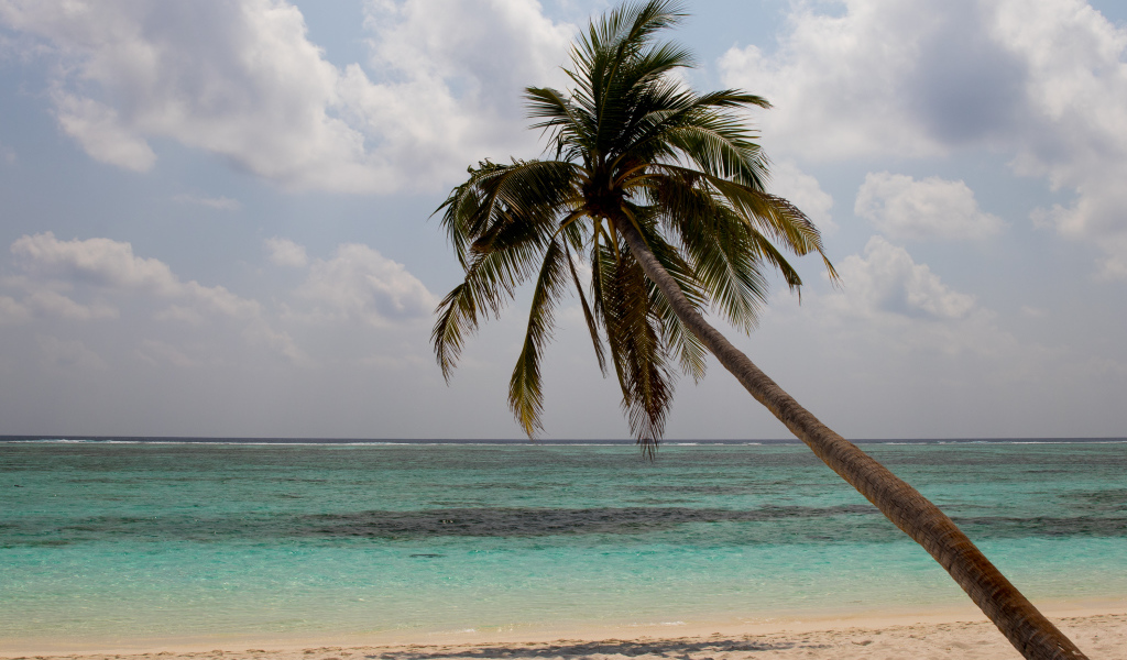 Большая пальма на песке у океана в тропиках 