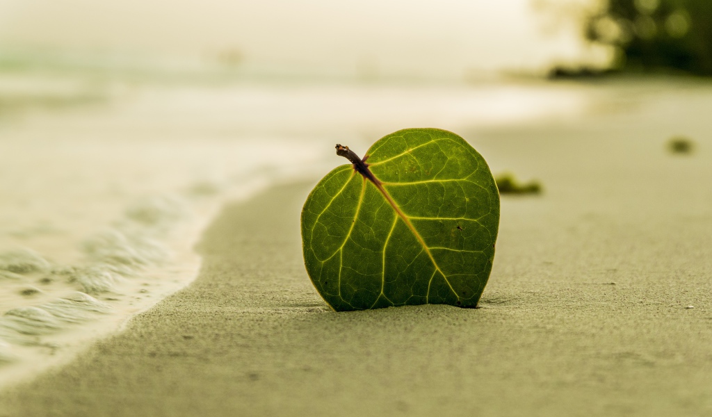 Зеленый лист на желтом песке у моря 