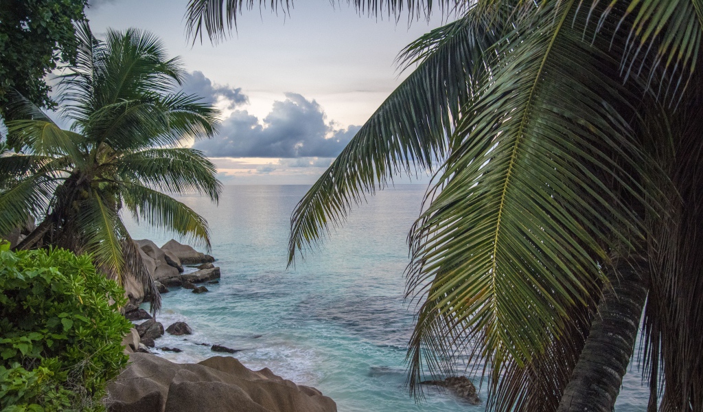 Большие пальмы с зелеными листьями на берегу моря