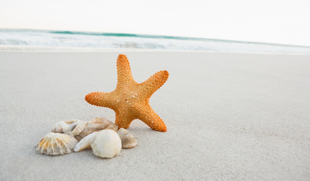 Морская звезда на песке с ракушками у моря