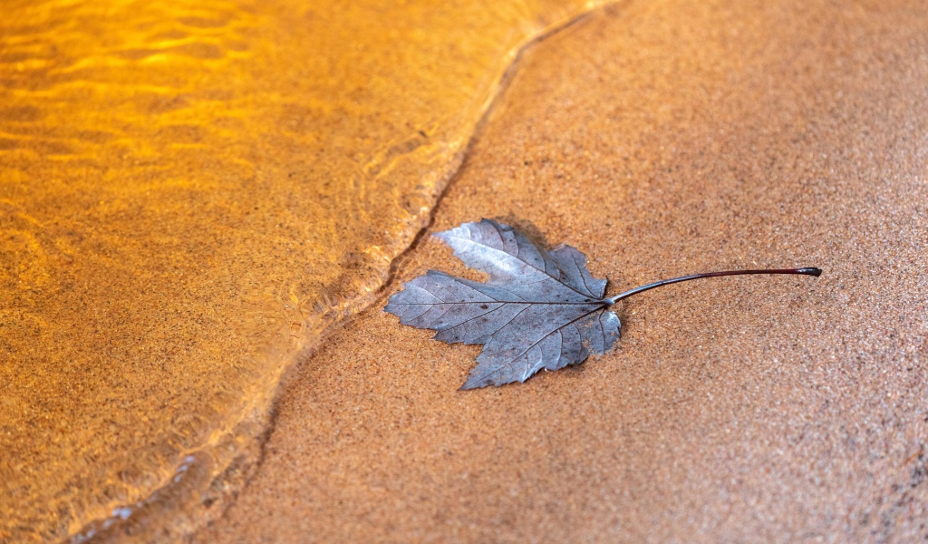 Лист лежит на песке у воды