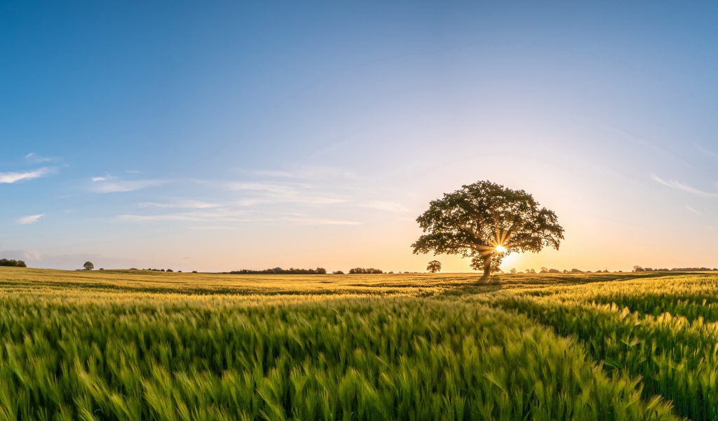 Большое дерево в лучах солнца на поле с пшеницей 