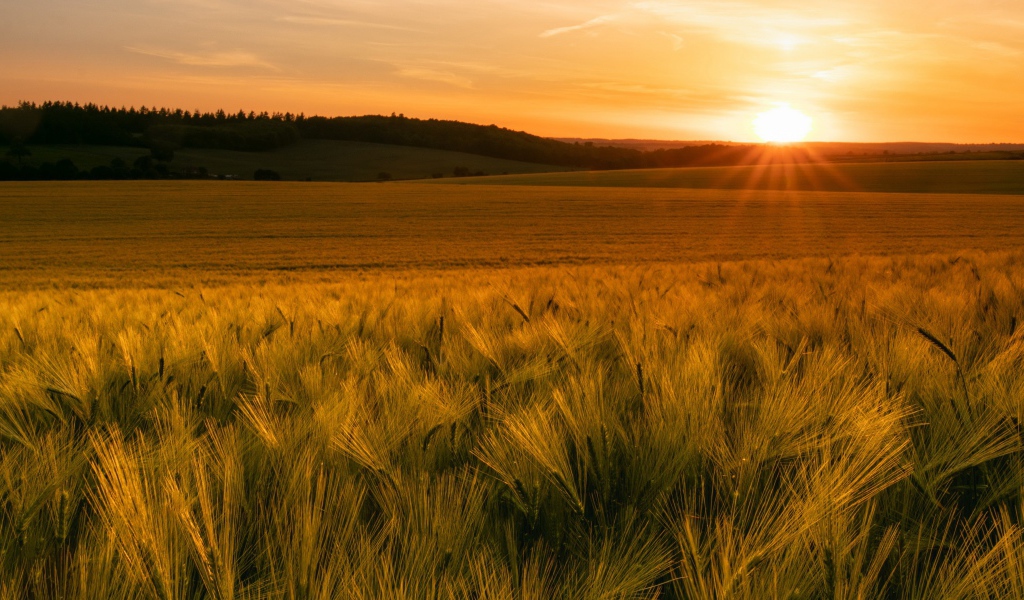 Зеленые колосья пшеницы в лучах яркого солнца 