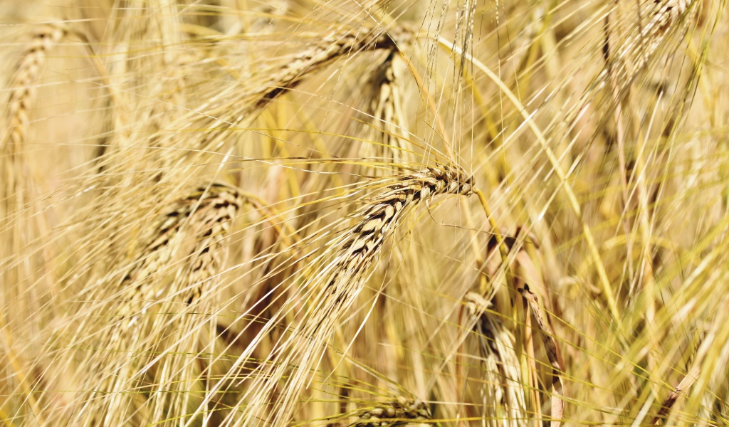 Спелые колосья пшеницы крупным планом